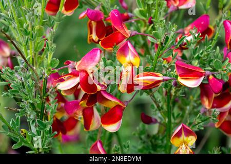 Scotch Besen, Cytisus scoparius „Burkwoodii“, Blume, Cytisus „Burkwoodii“ Stockfoto