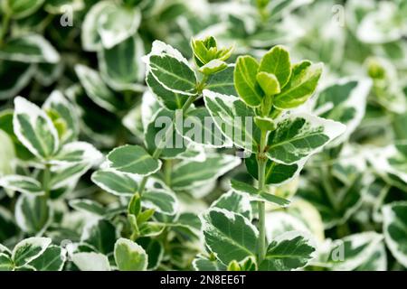 Euonymus „Emerald Gaiety“, Euonymus Lucky, Evergreen, Shrub, Plant Stockfoto