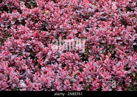 Berberis thunbergii 'Concorde', japanische Barberry, Berberis 'Concorde', Sträucher, Frühling, Blätter, Pflanze Stockfoto