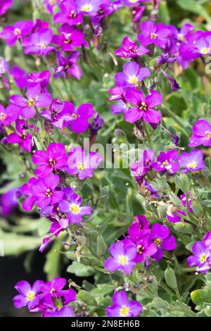 Aubrieta 'Downers', Rock Cress, Aubrieta canescens, Aubrieta deltoidea, Purple, Blumen Stockfoto