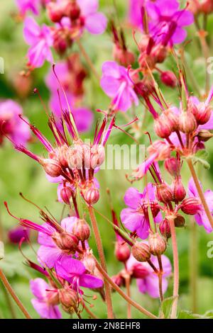 Blooming, Cranesbill, Geranium „Bevans Variety“, Nahaufnahme, Pink, Blume, Garten, Geranium macrorrhizum Stockfoto