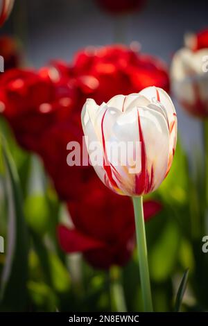 Weiße Tulpe mit roten Streifen, isoliert von anderen Blüten im Hintergrund. Aufgenommen während des Ottawa Tulpenfestivals. Selektiver Fokus. Stockfoto