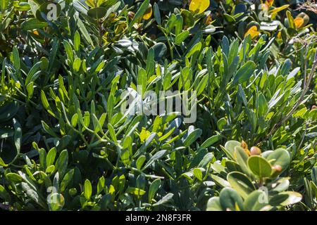 Crithmum ist eine monospezifische Gattung von Blütenpflanzen der Karottenfamilie Apiaceae mit der Seezungenart Crithmum maritimum Stockfoto