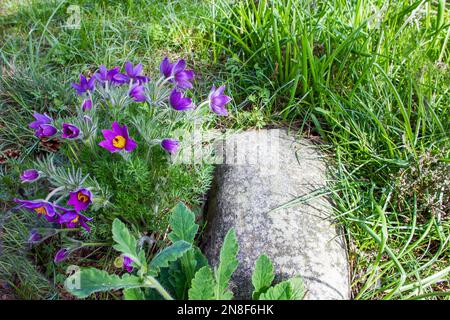 Gewöhnliches Pulsatilla im Garten neben dem Karl-Foerster-Haus in Potsdam. April 23 in Deutschland im Raum Brandenburg Stockfoto