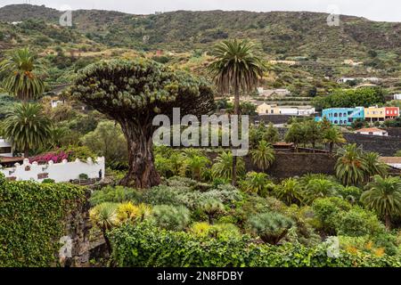 Drago Milenario Teneriffa Kanarische Inseln, Spanien Stockfoto