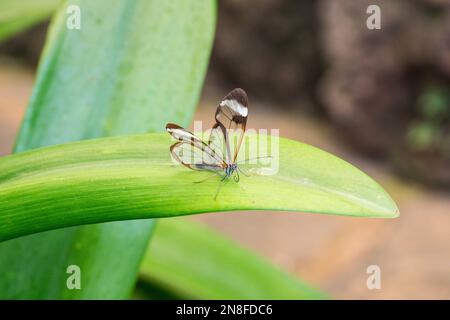 Butterly House Mariposario del Drago Teneriffa Kanarische Inseln, Spanien Stockfoto
