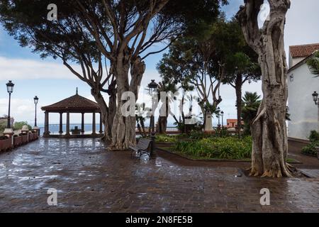 Drago Milenario Teneriffa Kanarische Inseln, Spanien Stockfoto