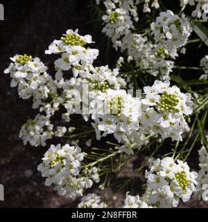 Meerrettich ist eine mehrjährige Pflanze der Familie Brassicaceae. Quadratischer Rahmen Stockfoto