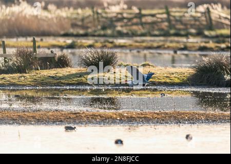 Graureiher, Ardea cinerea im Flug über dem Sumpf Stockfoto