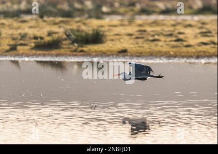 Graureiher, Ardea cinerea im Flug über dem Sumpf Stockfoto