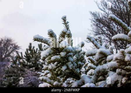 Grüne Zweige und Blätter der Eibe Taxus baccata, die in der Wintersaison mit Schnee bedeckt sind. Stockfoto