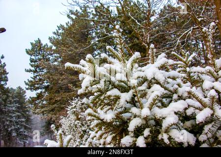 Grüne Zweige und Blätter der Eibe Taxus baccata, die in der Wintersaison mit Schnee bedeckt sind. Stockfoto