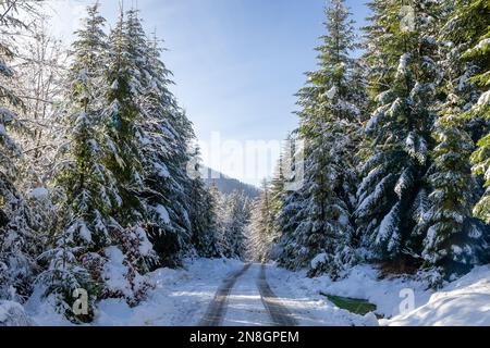Tarmac road covered with snow with tracks on it through coniferous forest in winter, Beskid Mountains, Wegierska Gorka, Poland. Stockfoto