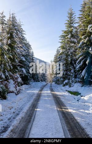 Mit Schnee bedeckte Asphaltstraße mit Spuren durch Nadelwälder im Winter, Beskidgebirge, Wegierska Gorka, Polen. Stockfoto