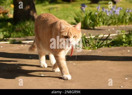 Rote Katze, die im Garten mit Blumen spaziert Stockfoto