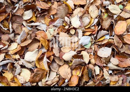 Der Herbst geht in einen Park Stockfoto