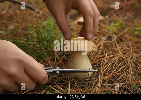 Ein Mann schneidet Porcini-Pilze mit Messer im Wald, Nahaufnahme Stockfoto