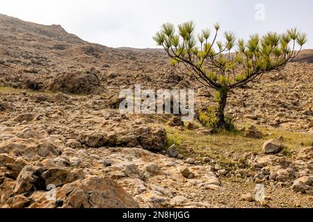 Einfache japanische schwarze Kiefer auf der felsigen Bergseite in der Nähe von Ventana del Nublo auf Gran Canaria. Bewölkter Tag mit niedrigen Wolken. Stockfoto