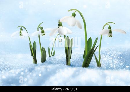 Wunderschöne, zarte Schneeglöckchen im Frühling, die durch Schnee wachsen Stockfoto