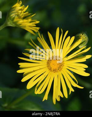 Doronicum orientale. Ein langsam ausbreitender, rhizomatöser, ganzjähriger, mit sanft geschwungenen Basalblättern mit herzförmigen Basalblättern und ein paar Stammblättern. Produzieren Stockfoto