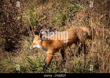 Ein Fuchs beobachtete die Jagd in der Maroon Bells Wilderness und spazierte an einem warmen Herbsttag durch das hohe Gras, während er nach seiner nächsten Beute suchte. Stockfoto