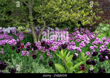 Wunderschönes Tulipa Continental und Tulipa Purple Eleganz im Frühling Stockfoto