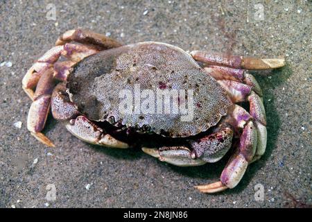 Steinkrabbe auf Sandboden. Stockfoto