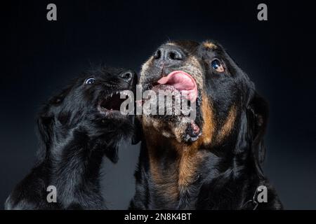 Riesen-Schnauzer-Weibchen-Hündchen beißt männlichen Rottweiler-Hund in einem Porträt Stockfoto