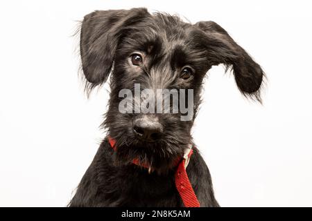 Porträt eines Riesenschnauzer-Welpen, schwarz und süß Stockfoto