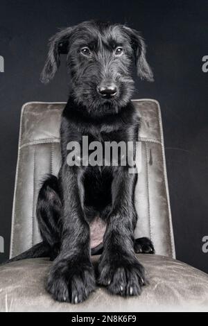 Porträt eines Riesenschnauzer-Welpen, schwarz und süß Stockfoto