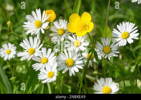 Weiße gelbe Wildblumen auf dem Rasen Gemeine Gänseblümchenblüte, schleichende Butterblume Bellis perennis Ranunculus Blume Stockfoto
