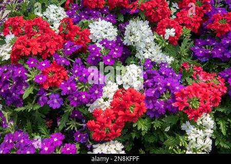 Verbena Hybrid, farbenfroh, Blumen, Eisenkraut, Weiß, Blühend, Rot, Blau Stockfoto