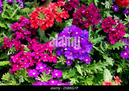 Malve Blumen Purpurblaue Blumen Verbena Hybrid bunte Eisenkraut Pflanzen blühen Stockfoto