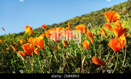 Niedriger Winkel Blick auf leuchtend orangefarbene Mohnblumen auf grünen Hügeln unter blauem Himmel. Stockfoto