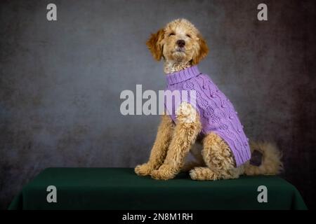 Ein wunderschöner Goldendoodle scheint von den Camers zu grinsen. Gut für ein Meme. Stockfoto