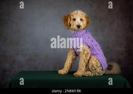 Ein wunderschöner weiblicher Goldendoodle-Hund ist wachsam. Stockfoto