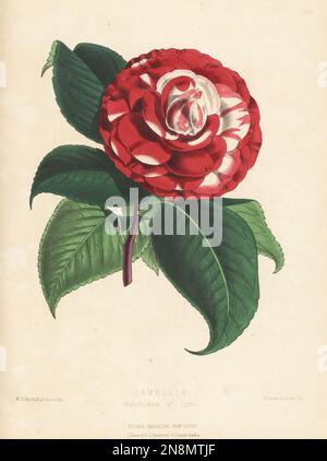 Camellia japonica, Marchionin der Lorne-Sorte. Aufgezogen von Bernard Samuel Williams Kindergarten von Upper Holloway. Handfarbige botanische Illustration gezeichnet und lithographiert von Worthington George Smith aus Henry Honywood Dombrain's Floral Magazine, New Series, Band 5, L. Reeve, London, 1876. Lithographie gedruckt von Vincent Brooks, Day & Son. Stockfoto