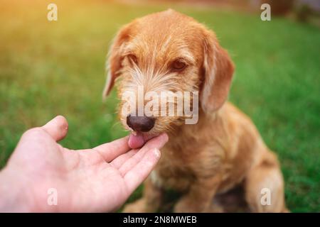 Ein Mann, der mit einem süßen Hund auf dem Rasen draußen spielt Stockfoto