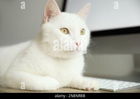 Süße weiße Katze liegt neben der Tastatur am Arbeitsplatz, Nahaufnahme Stockfoto