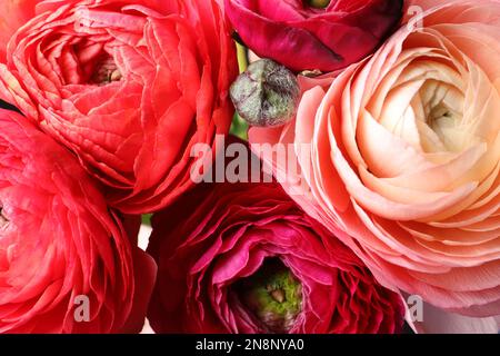 Wunderschöne frische Ranunkulusblüten als Hintergrund, Nahaufnahme Stockfoto