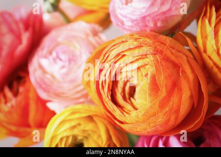 Wunderschöne frische Ranunkulusblüten als Hintergrund, Nahaufnahme Stockfoto