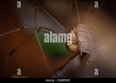 Unterseite eines Harvestman oder Daddy Longlegs. Harvestman sind Arachniden, aber keine Spinnen, da sie weder Gift noch Seide produzieren. Stockfoto