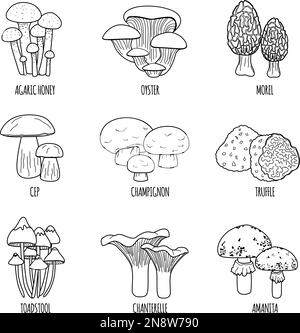 Pilze flacher Satz isolierter Symbole mit Textbeschriftungen und einfarbigen Umrissen von verschiedenen Pilzvektordarstellungen Stock Vektor