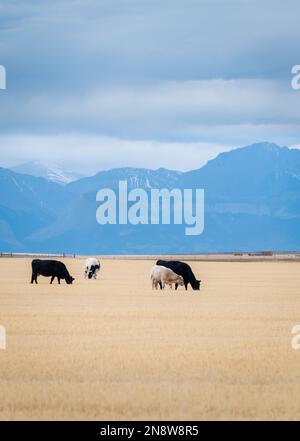 Kühe, die im Herbst auf goldenem Grasland weiden. Montana. Vereinigte Staaten. Vertikales Format. Stockfoto