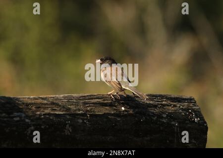Ein einzelner Junco mit dunklen Augen (Junco hyemalis), der auf einem gefallenen Baumstamm in der Sonne steht. Aufgenommen in Victoria, BC, Kanada. Stockfoto