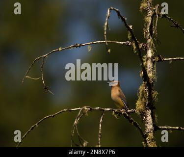 Ein einzelner Zedernwachsflügel (Bombycilla cedrorum), der auf einem Ast in einem Baum steht und von Flechten oder Moos an den Ästen eingerahmt ist. Aufgenommen in Victoria, BC, Kanada Stockfoto