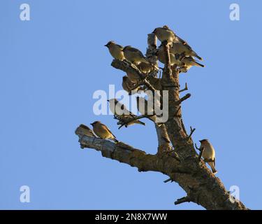 Eine Herde von Zeder-Wachsflügeln (Bombycilla cedrorum), die auf einem toten Baum hoch oben und alle auf die gleiche Weise schauen. Aufgenommen in Victoria, BC, Kanada. Stockfoto