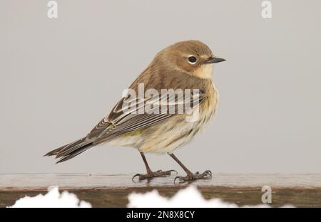 Ein Gelbrumpeliger Warbler (Setophaga coronata) auf einem Holzgeländer mit Schnee und einem einfarbigen, neutralen Hintergrund. Aufgenommen in Victoria, BC, Kanada. Stockfoto