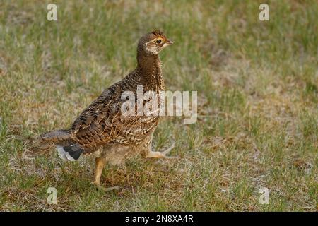 Nahaufnahme eines weiblichen Rüschen (Bonasa umbellus), das über Gras läuft. Aufgenommen in Whistler, BC, Kanada. Stockfoto