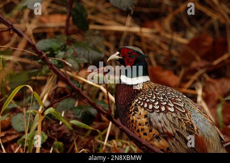 Ein Ringhals- oder Gemeiner Fasan (Phasianus colchicus) im Gewirr von Gras und Ästen im Regen. Aufgenommen in Delta, BC, Kanada. Stockfoto